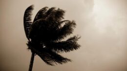 Mauritius: Palme i cyklon, oktober 2013, foto af Sandy Marie via Flickr