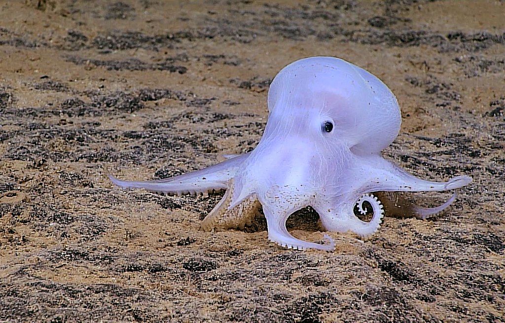 NOAA: potential new species of octopod at a depth of more than 2.5 miles on the northeast side of Necker Island